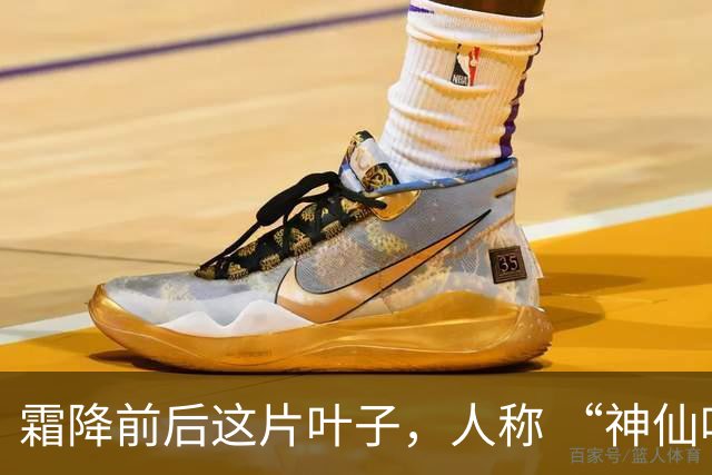 霜降前后这片叶子，人称 “神仙叶”！晒干熬汤泡水喝，润肺疏肝！