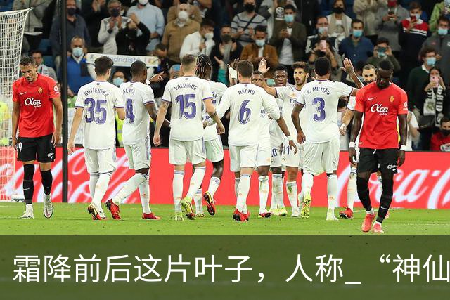 霜降前后这片叶子，人称 “神仙叶”！晒干熬汤泡水喝，润肺疏肝！